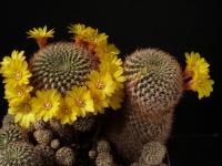 Thumbnail of 0403_Sulcorebutia caineana_20170708_01.JPG